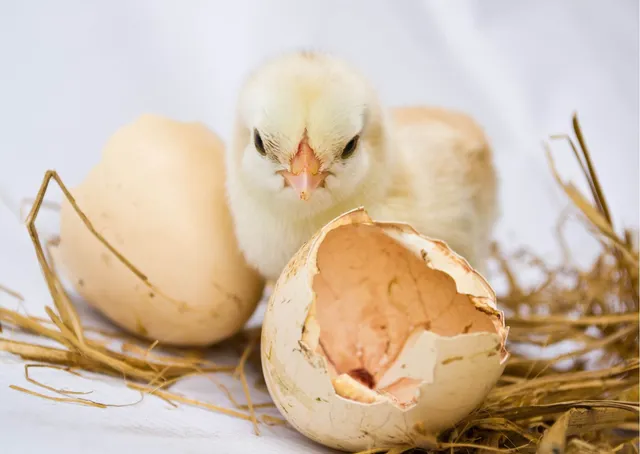 orderexoticpoultry.com