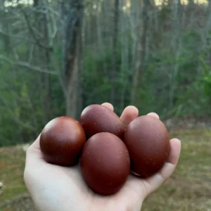 Black Copper Maran Hatching Eggs