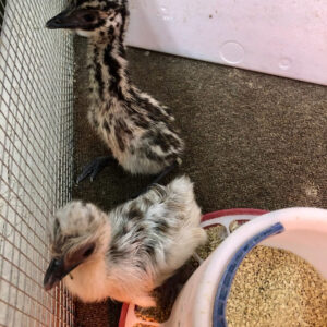 emu chicks for sale