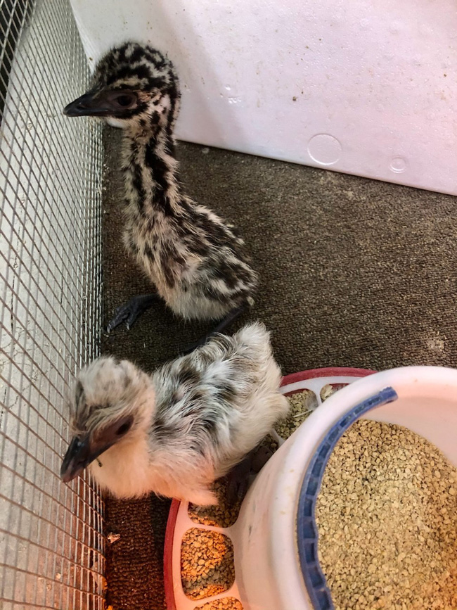 emu chicks for sale