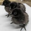 ayam cemani chicks for sale​