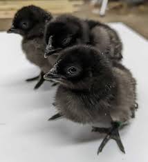 ayam cemani chicks for sale​