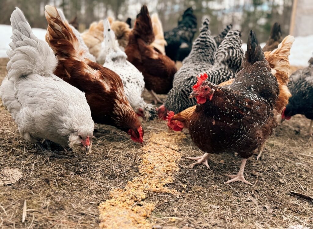 Buy Live Chickens Online International Shipping
