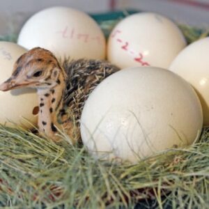 ostrich eggs for sale​