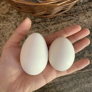 leghorn chicken eggs