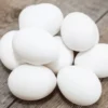 leghorn chicken eggs