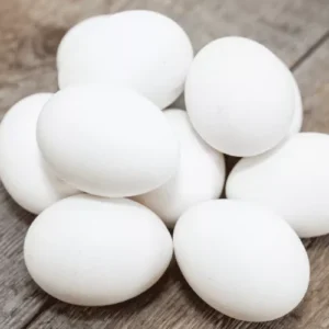 leghorn chicken eggs