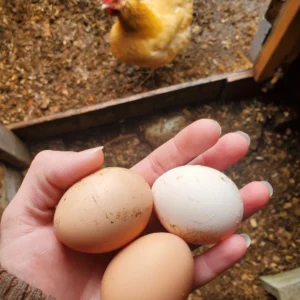 Orpington eggs for sale