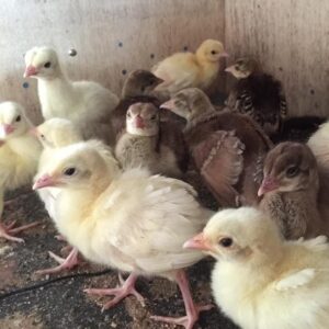 baby peacock for sale​