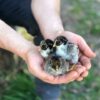 barnevelder chicks for sale