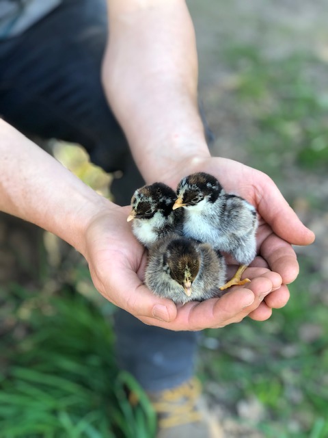 barnevelder chicks for sale
