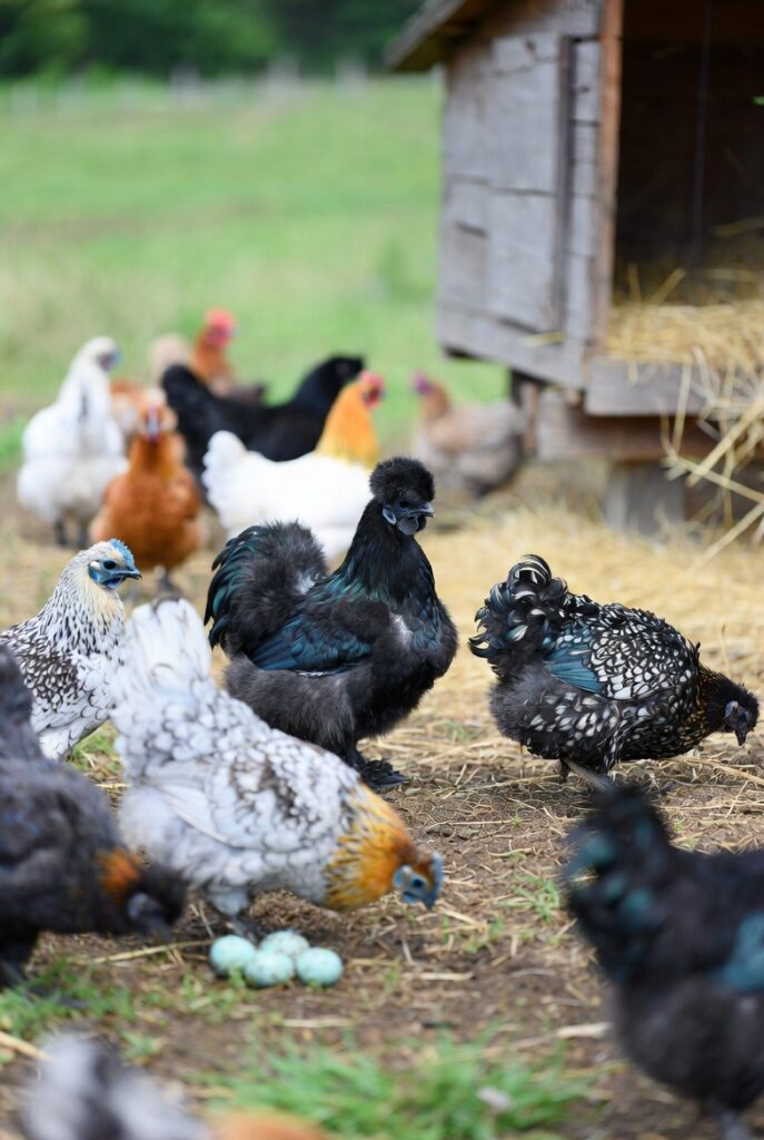 Best Exotic Chicken Breeds for Profit