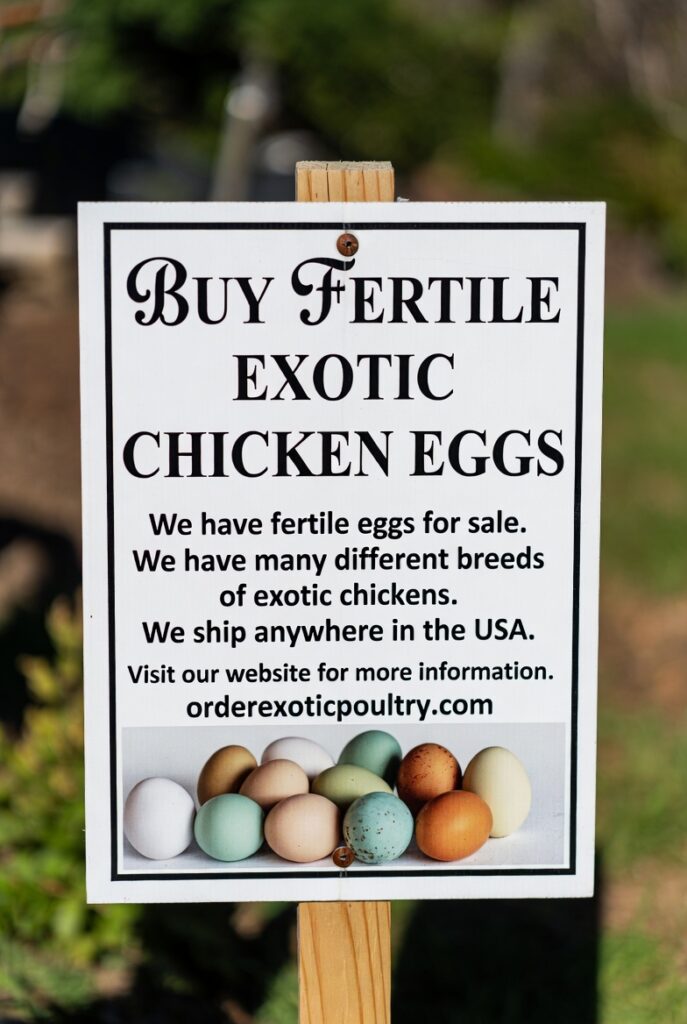 Buy Fertile Exotic Chicken Eggs