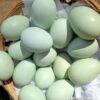 Araucana Hatching Eggs for Sale