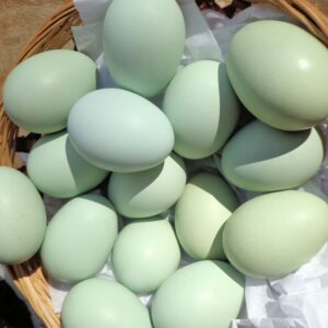 Araucana Hatching Eggs for Sale