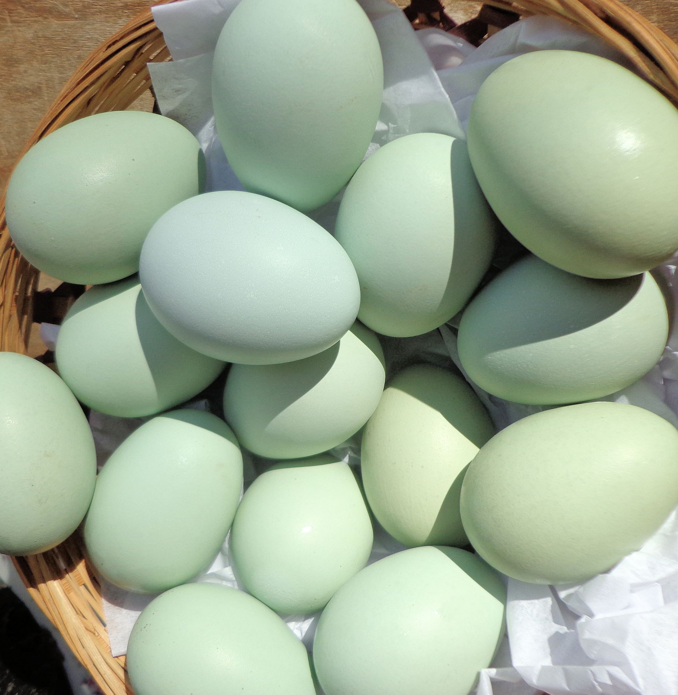 Araucana Hatching Eggs for Sale