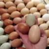 Australorp Hatching Eggs