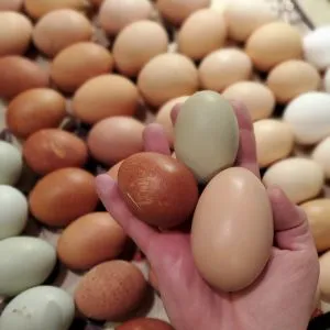 Australorp Hatching Eggs