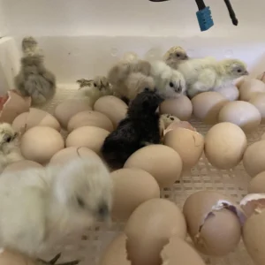 Brahma Chicken Eggs for Sale
