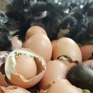Jersey Giant Eggs for Sale
