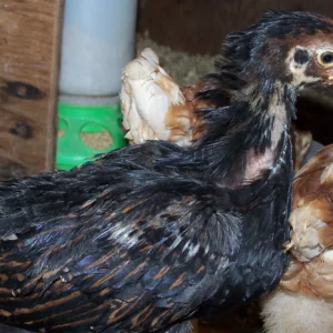 barnevelder chicks for sale