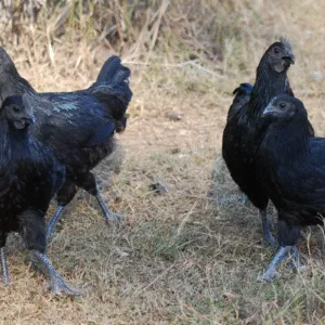 ayam cemani chicks for sale​