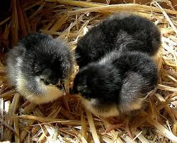 australorp chicks for sale​