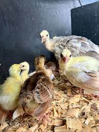baby peacock for sale​