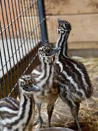 emu chicks for sale