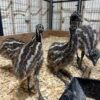 emu chicks for sale