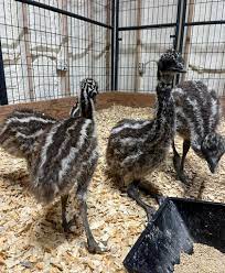 emu chicks for sale