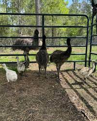 emu chicks for sale