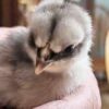Jersey Giant Chicks for Sale