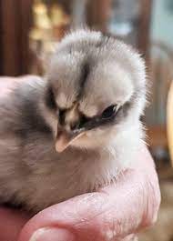 Jersey Giant Chicks for Sale