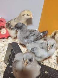 Jersey Giant Chicks for Sale