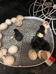 Barnevelder Hatching Eggs