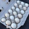 Cochin Chicken Eggs