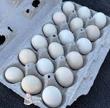 Cochin Chicken Eggs
