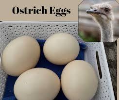 ostrich eggs for sale​