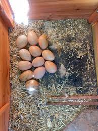 Orpington eggs for sale