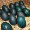 emu eggs for sale​