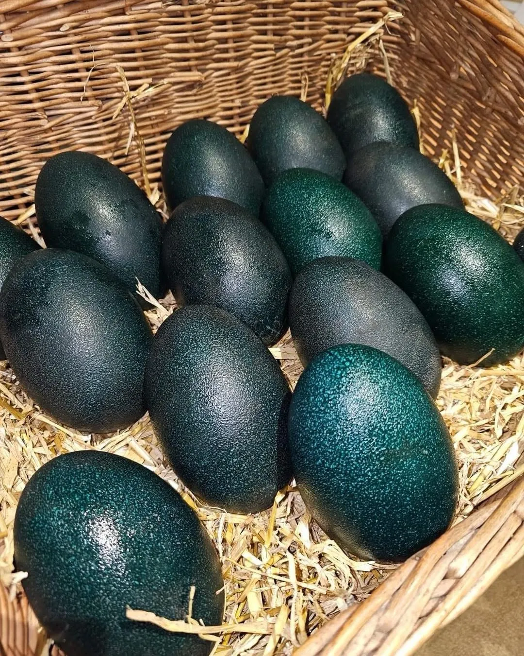 emu eggs for sale