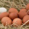 Jersey Giant Eggs for Sale
