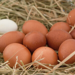 Jersey Giant Eggs for Sale