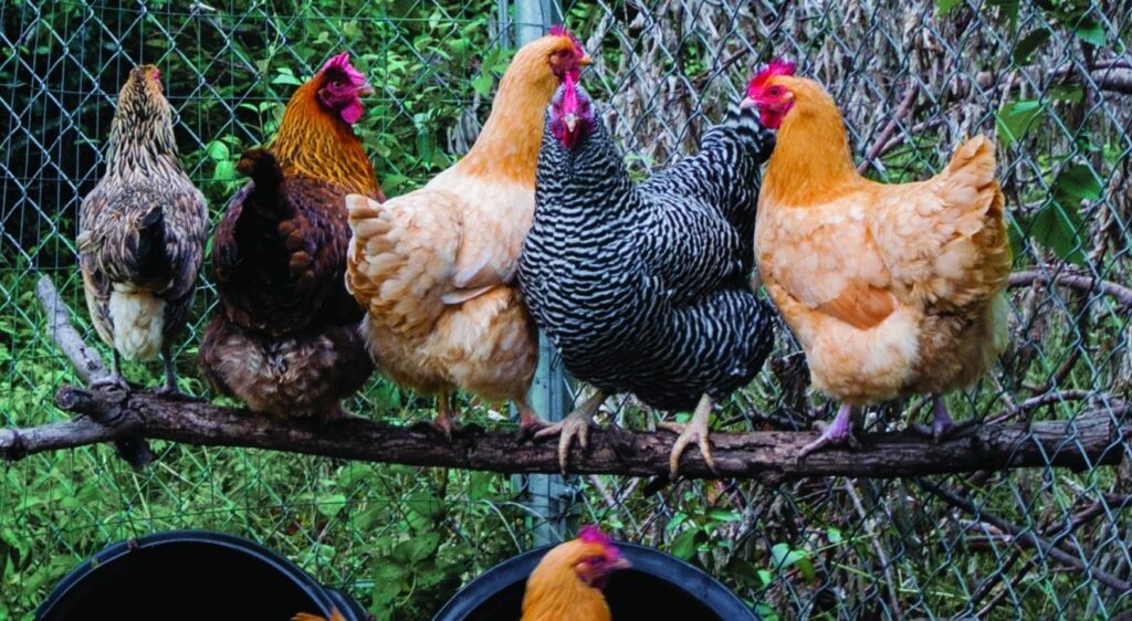 Buy Rare Birds Online