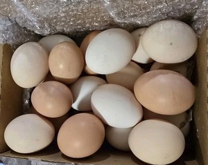 Australorp Hatching Eggs