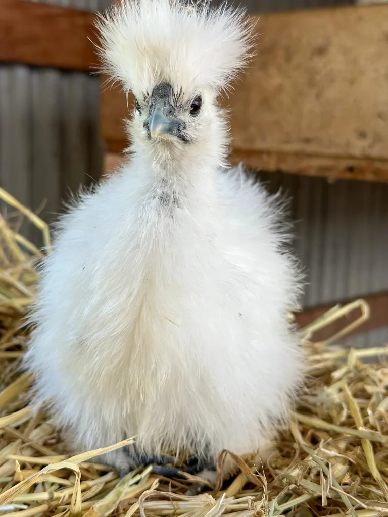 Best Exotic Chickens for Beginners